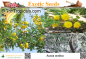 Preview: Acacia arabica, Arabischer Gummibaum, 20 Samen
